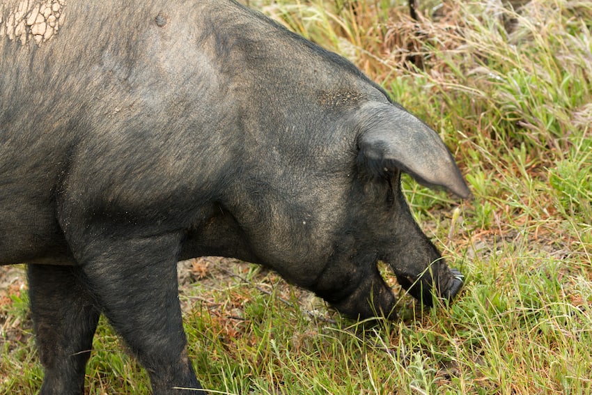 Imagen de Cochino Negro Canario