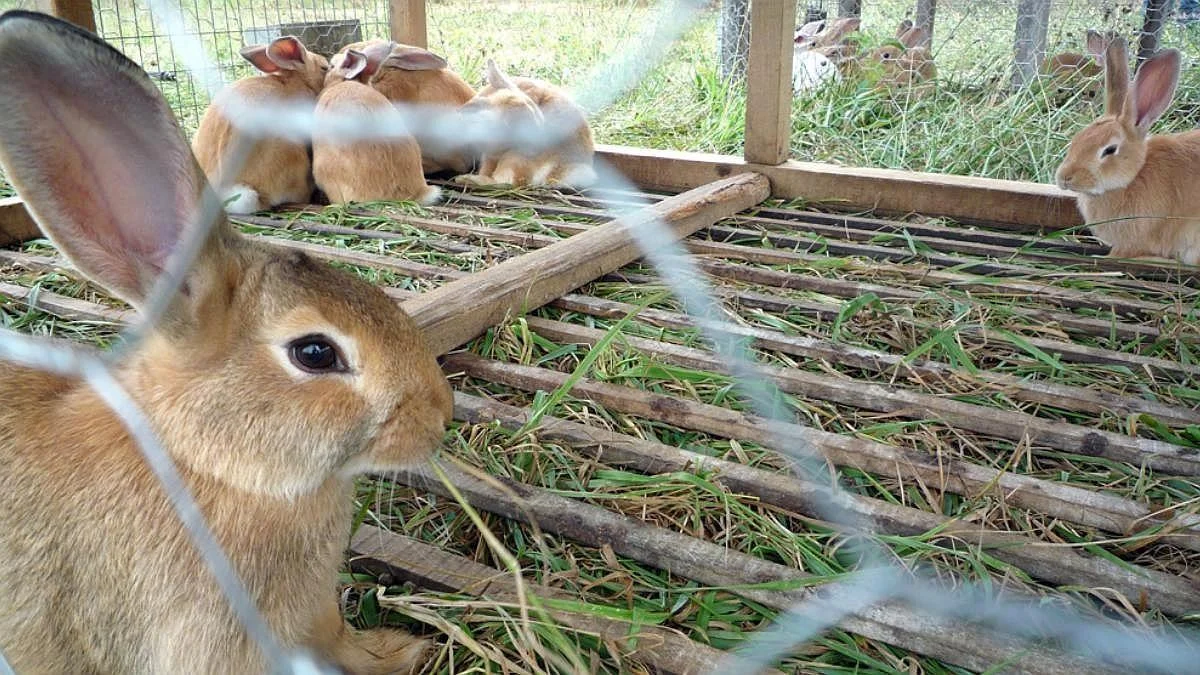Imagen de Conejo de granja canario